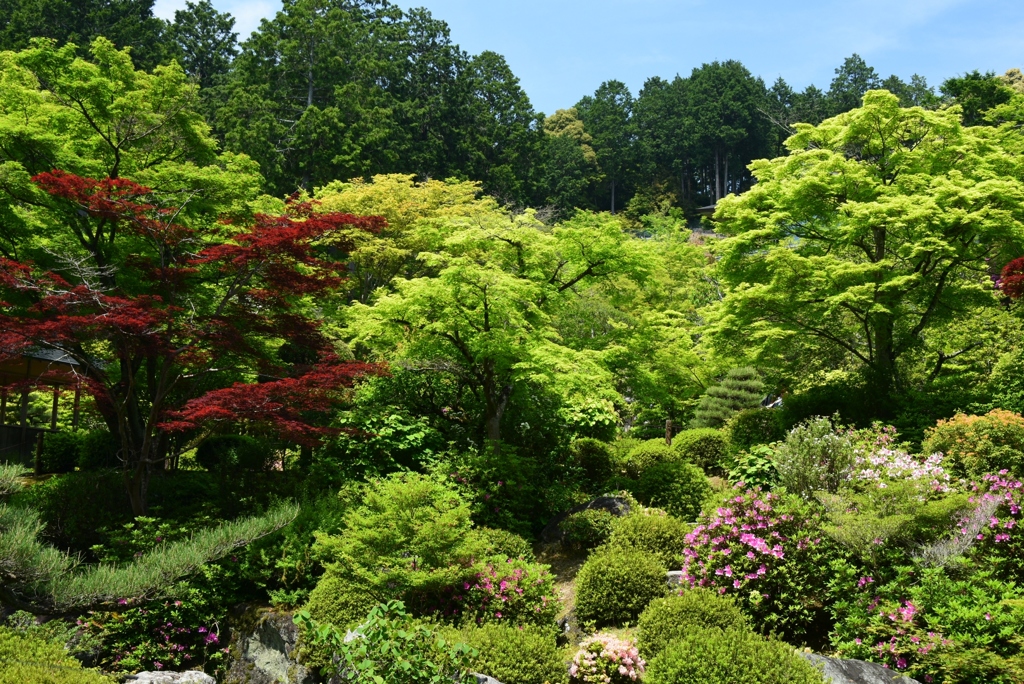 180501三室戸寺31