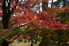 191204b京都御苑12
