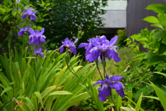230525a上御霊神社08