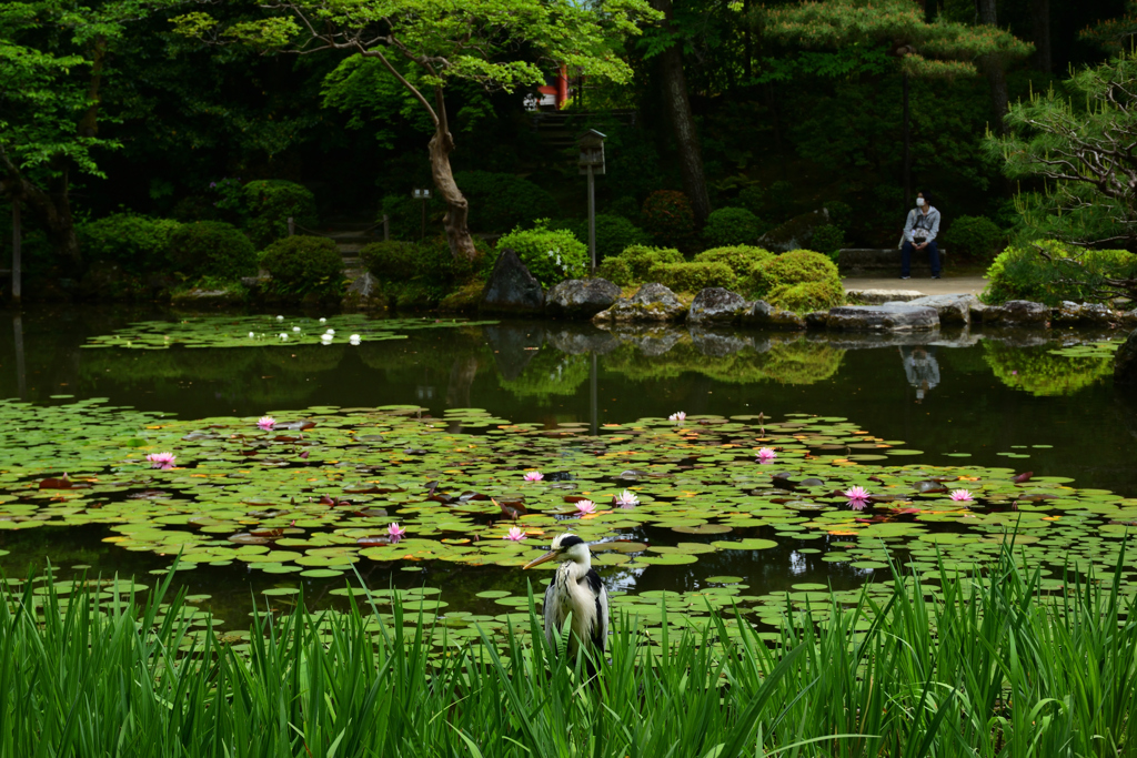 220506平安神宮10