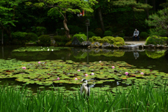 220506平安神宮10