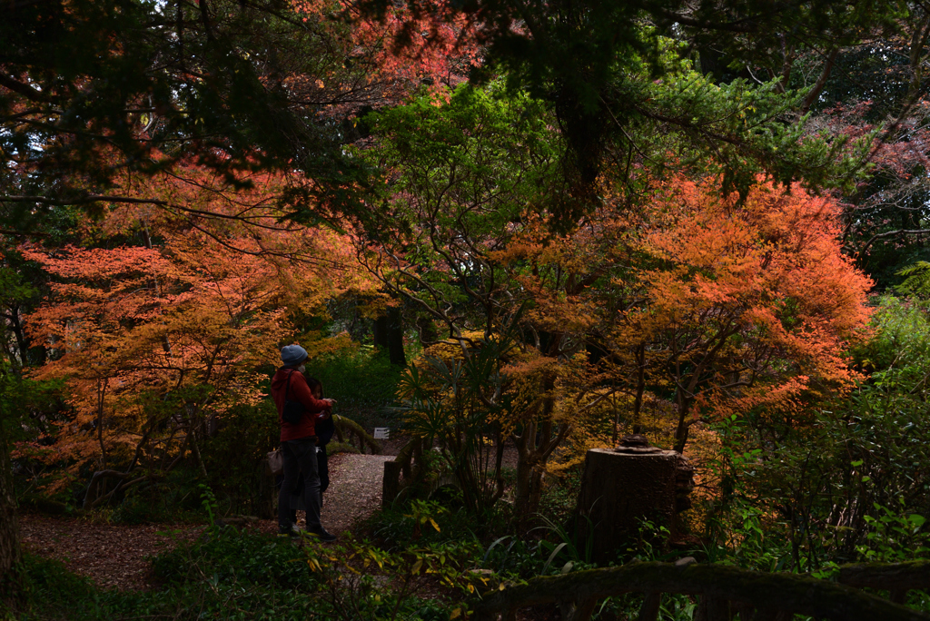 211204京都植物園27