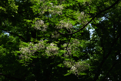 200524長居植物園55