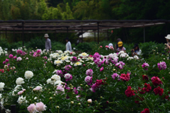 190519京都植物園42