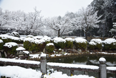 200209a妙満寺02 200209a妙満寺02
