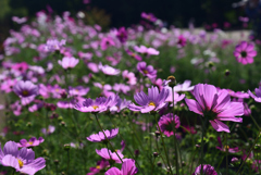 221015京都植物園35