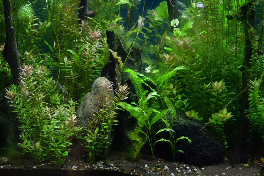 260131b京都植物園07