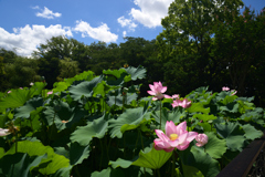 220729万博公園15