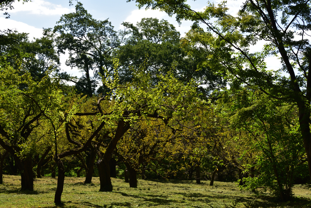 190917京都植物園23