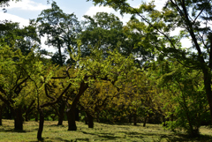 190917京都植物園23