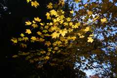 241125a京都植物園24