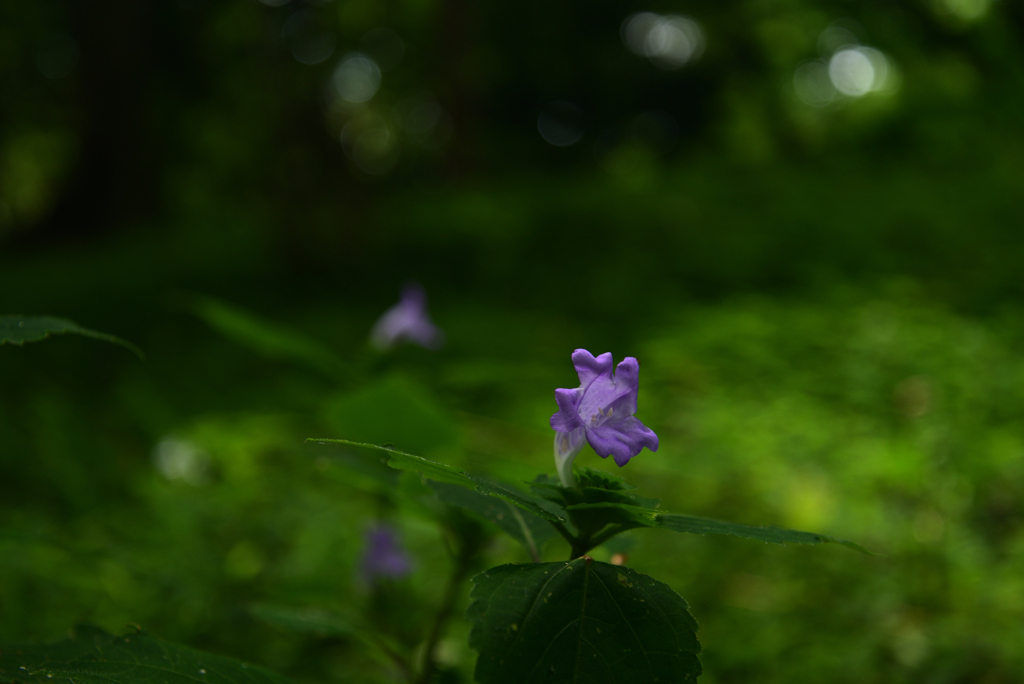 220823京都植物園21