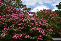 230905a京都御苑01