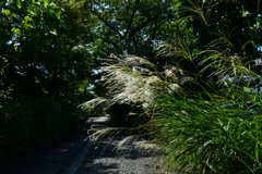 250916妙蓮寺50