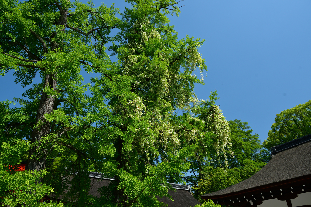 250513下鴨神社42
