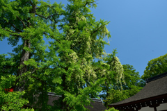 250513下鴨神社42
