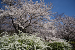 190404a馬見丘陵公園45