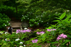 230610b長居植物園22