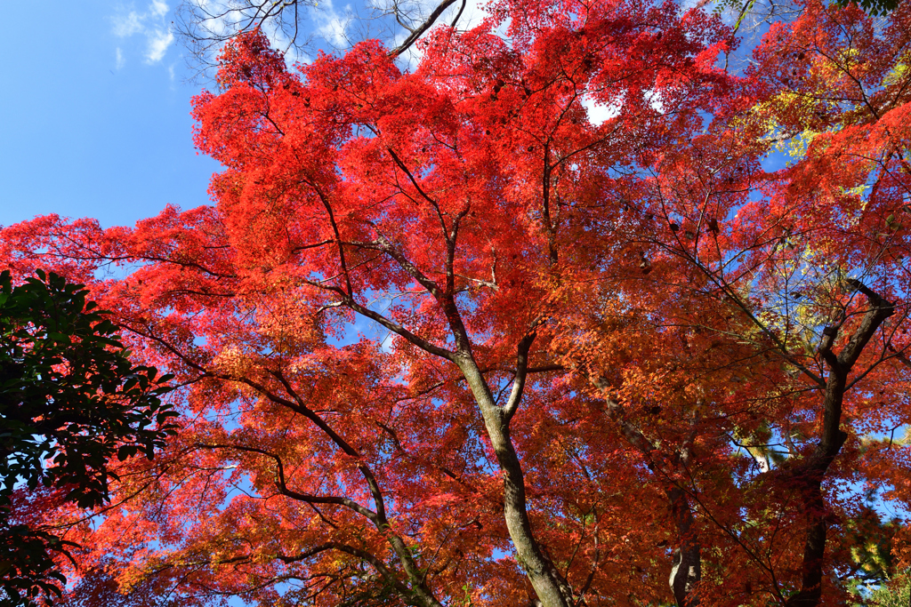 251128京都御苑36