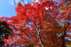 251128京都御苑36