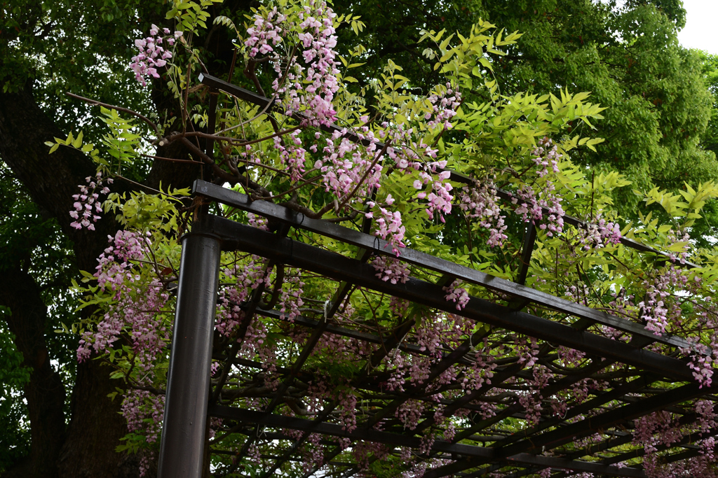 230421a葛井寺23
