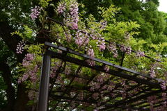 230421a葛井寺23