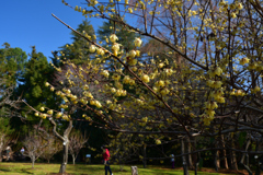 260117a京都植物園18