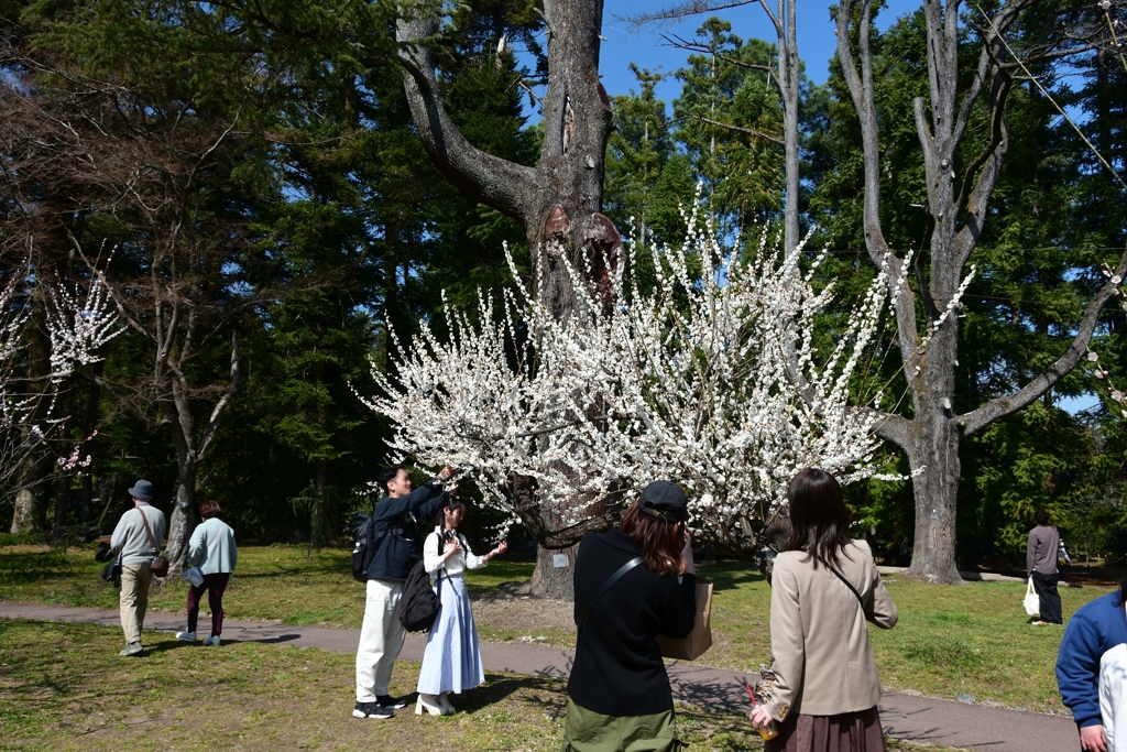 250322京都植物園17