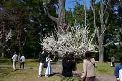 250322京都植物園17