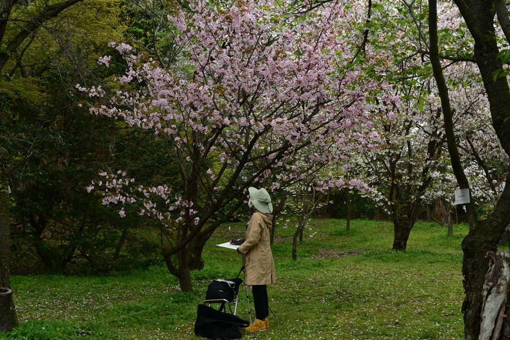 250411a京都植物園37