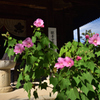 190925c明日香村橘寺17