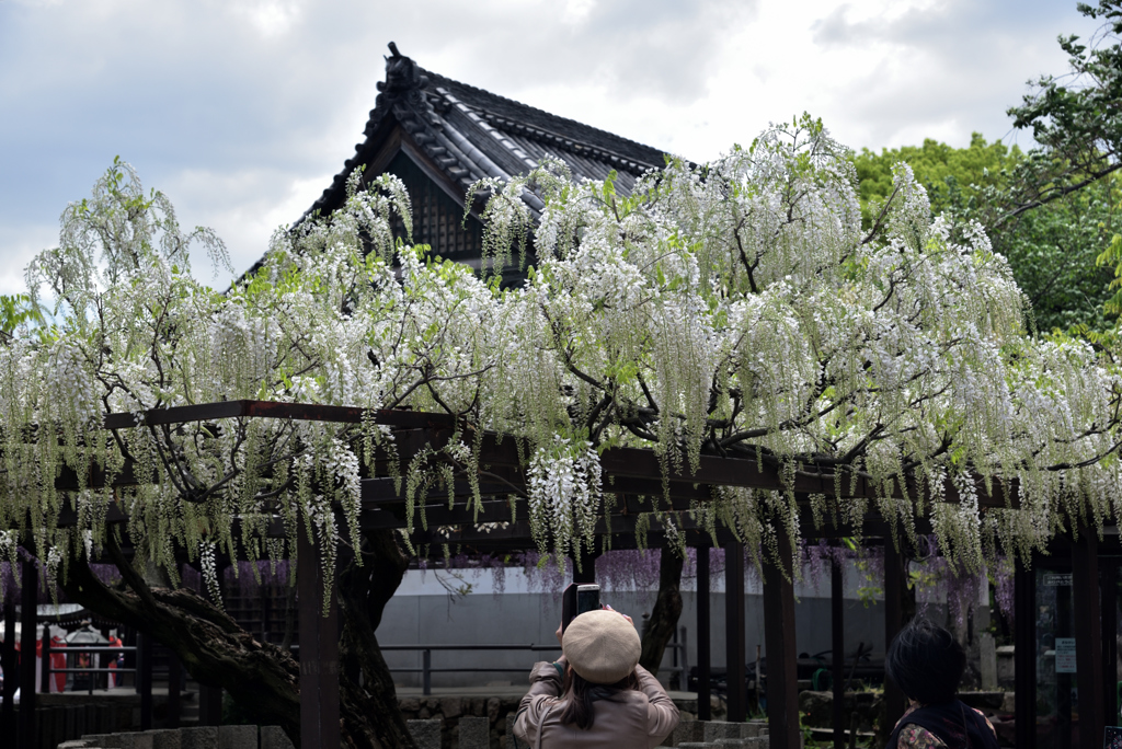 190427a葛井寺29