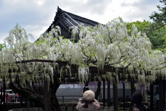 190427a葛井寺29