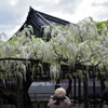 190427a葛井寺29