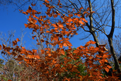 251207a京都植物園24