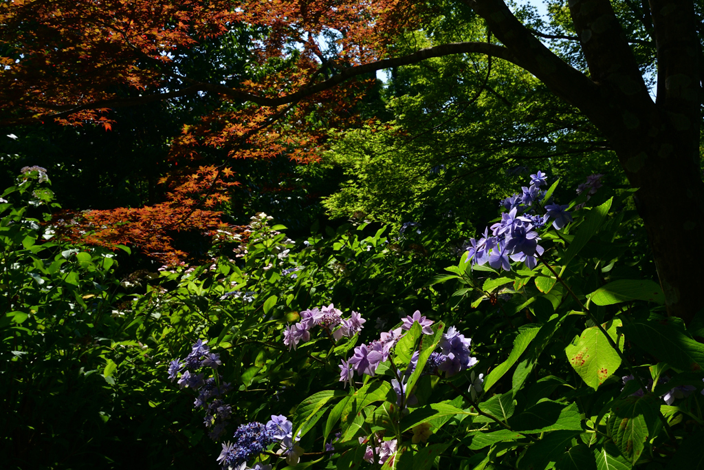 230704京都植物園06
