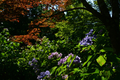 230704京都植物園06