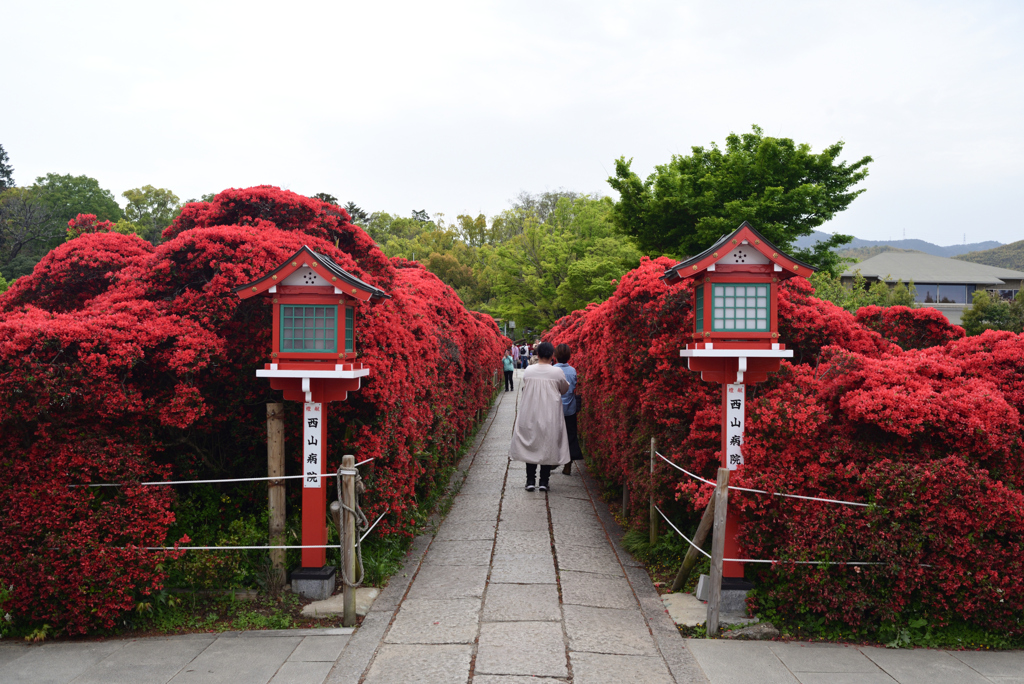 230418a長岡天満宮04