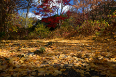 231202a京都植物園04