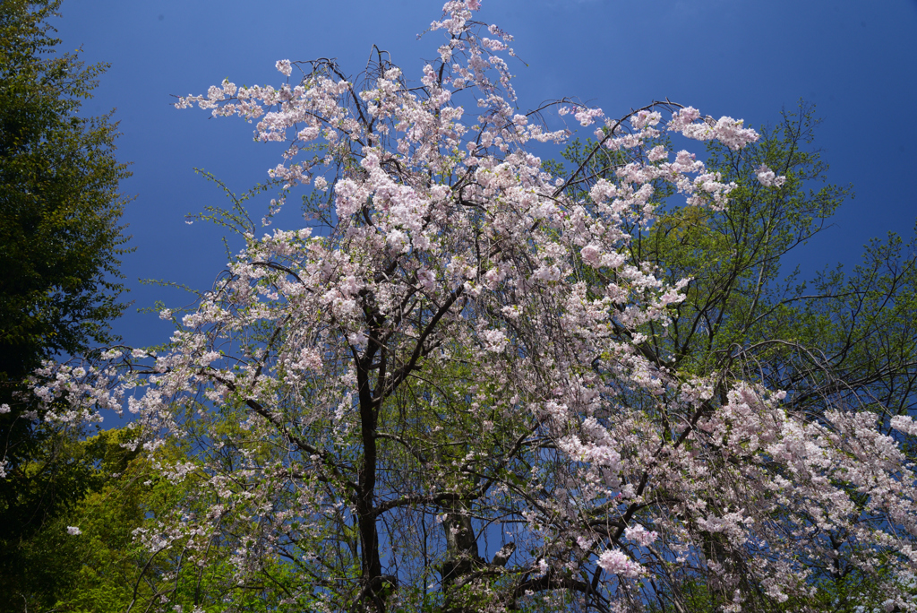 220412b平野神社40