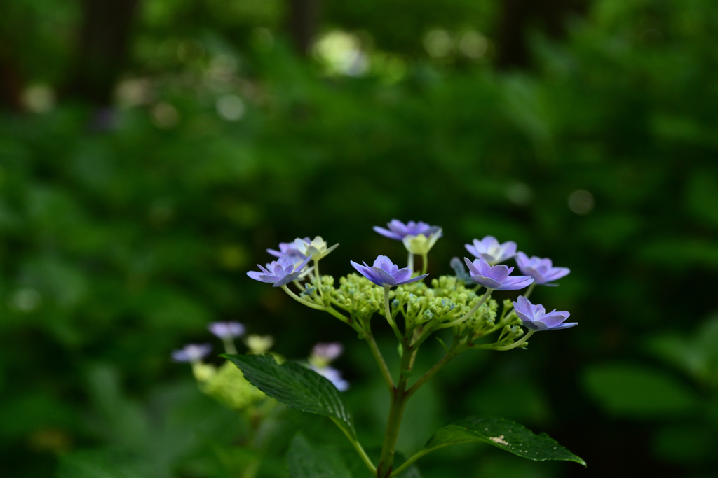 230610b長居植物園66