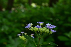 230610b長居植物園66