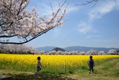 220406a藤原宮跡19