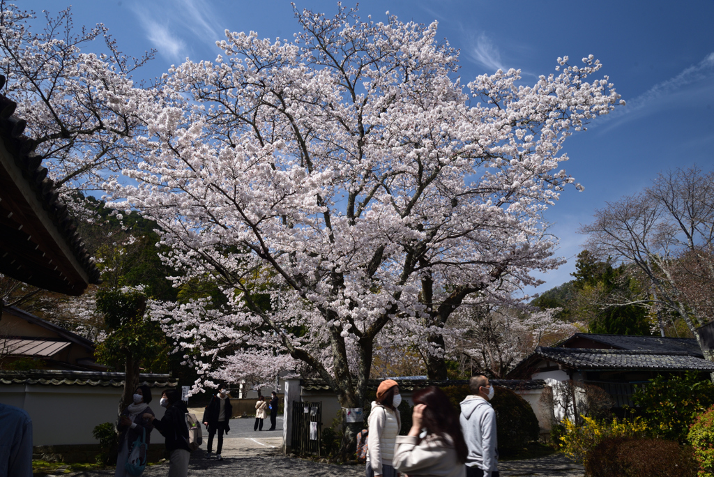 210327b毘沙門堂42