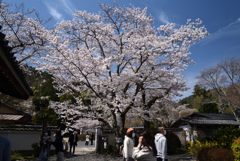 210327b毘沙門堂42