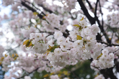 200402a京都植物園13