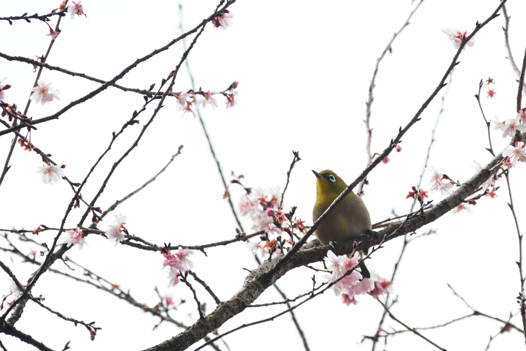 250202京都御苑12