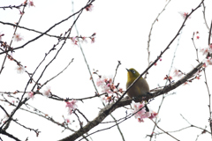 250202京都御苑12