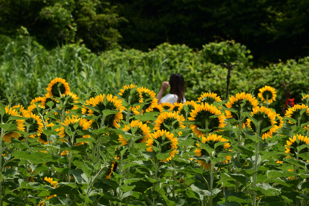 210808馬見丘陵公園35