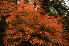 191210a京都植物園43